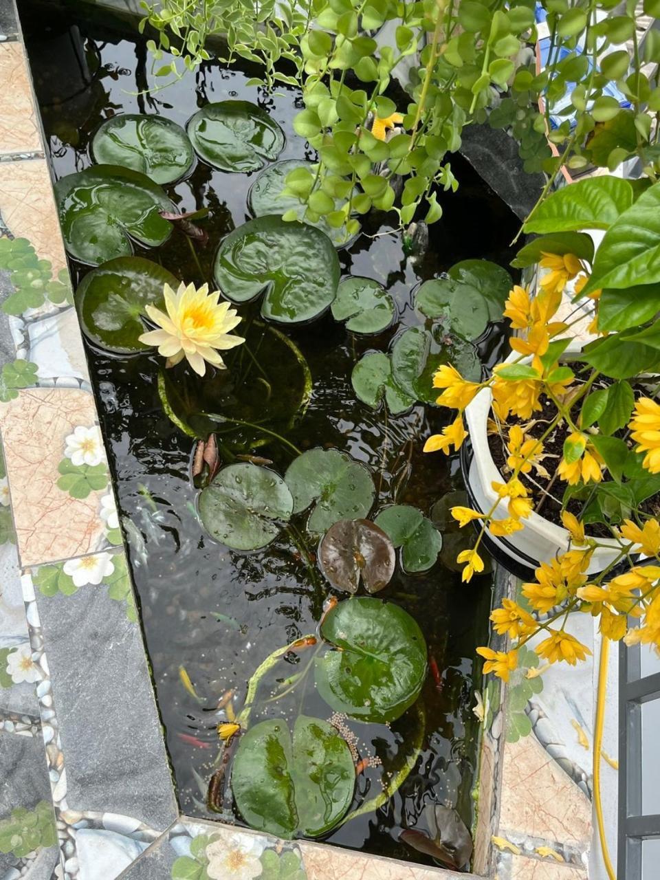 Oasis Homestay Hoi An Exterior photo